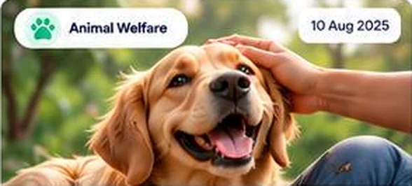 A Second Chance for Stray Animals